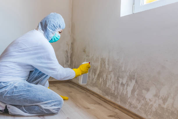 Licensed Mold Testing service in Franklin, VA - WQB Mold Removal