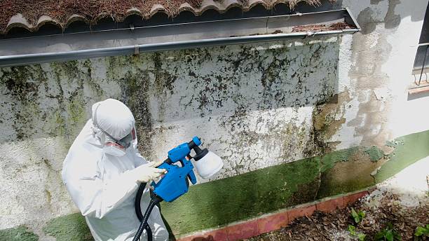 Top rated local Mold Testing specialists in Franklin, VA